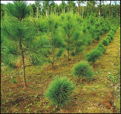 7-летние сеянцы из семенного потомства «ведьминой метлы». Левый ряд – нормальные. Правый ряд – карликовые обильно ветвящиеся особи. Их высота примерно в 5 раз меньше, чем у нормальных, ветвление очень обильное, крона густая, шаровидная. 