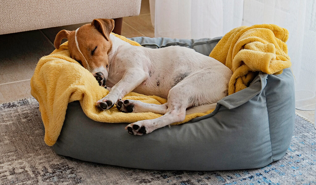 Домик для джек рассела. Щенок спит в ботинке. Ортопедический лежак для собак крупных. Лежанка для собак. Снятся ли собакам сны.