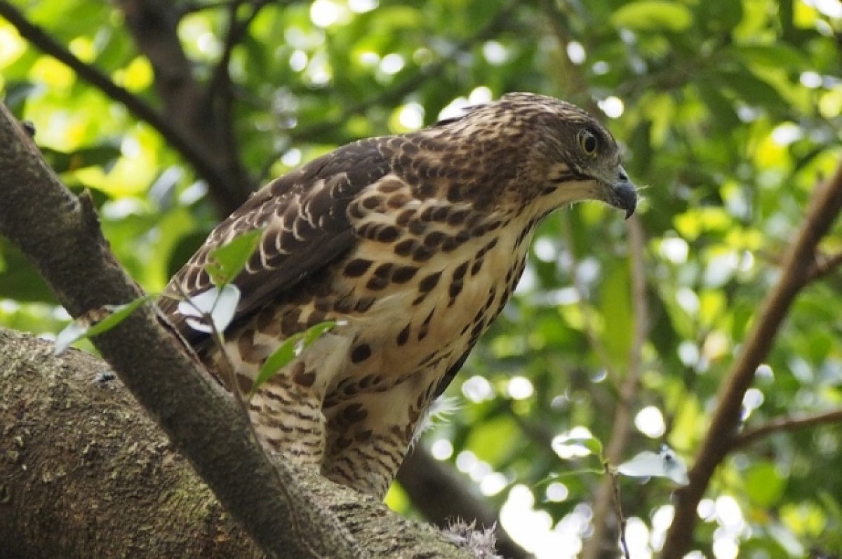    Эксперт рассказал об атакованной воронами хищной птице в Пермском крае
