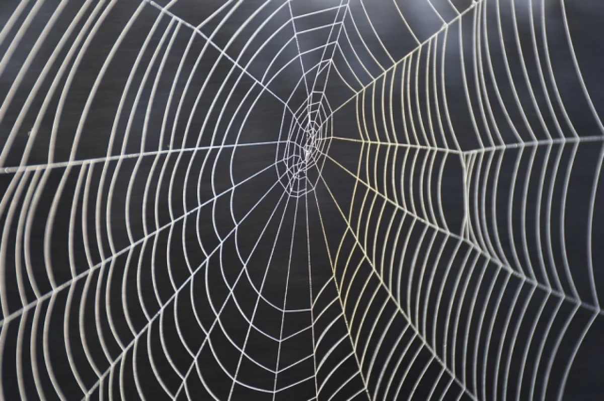    Учителя Ставрополья предостерегают подростков от вещей с изображением паука