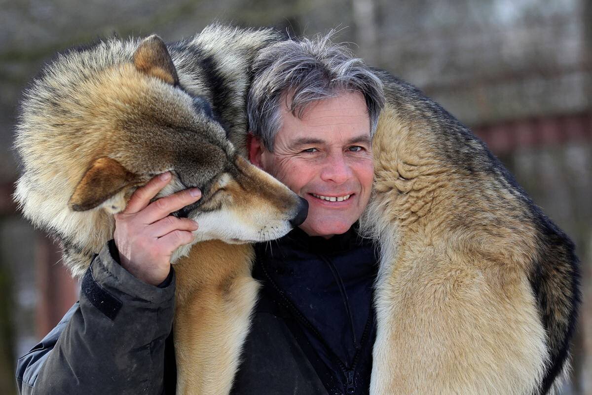 His wolf. Золтан Хоркаи дрессировщик. Золтан волки. Человек тра животных. Волки тоже бывают милыми.