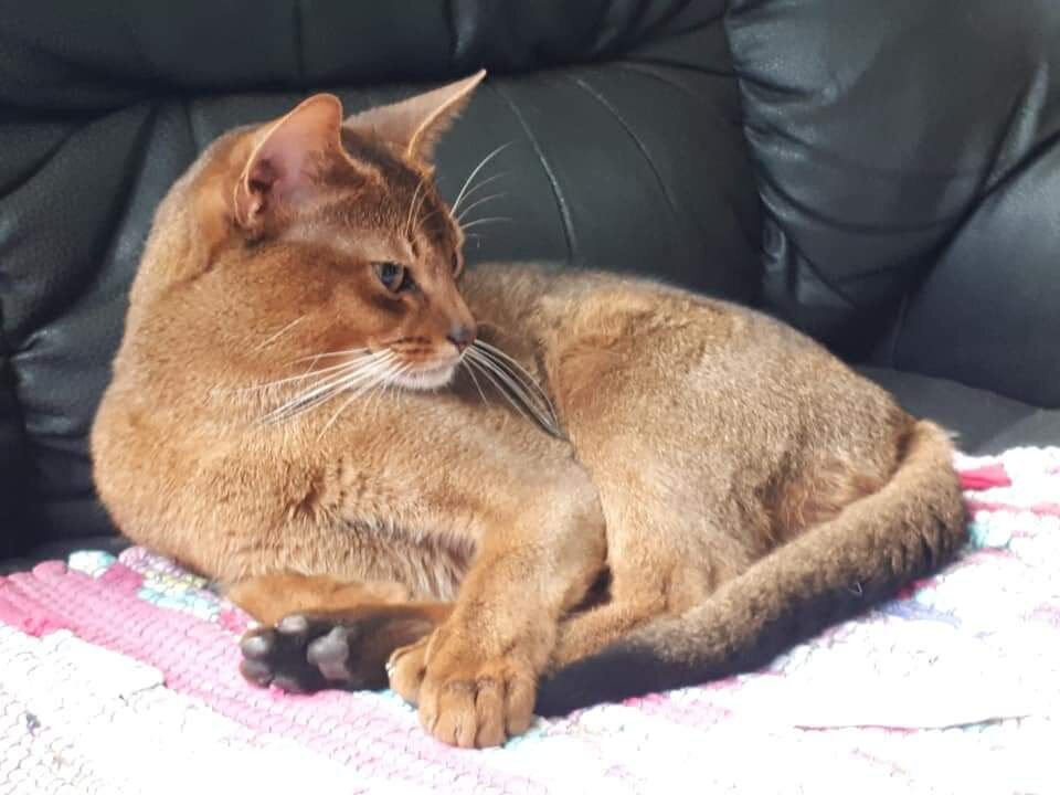 Кот , мой кот