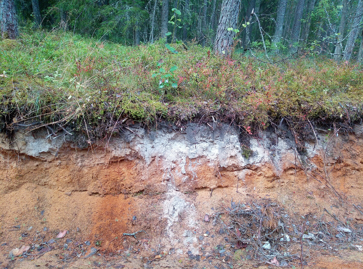 В этой зоне образуются подзолистые почвы. Феррум-подзолистые почвы. Подзолистая Тайга. Литосоли, подзолистые. Таежная подзолистая почва.