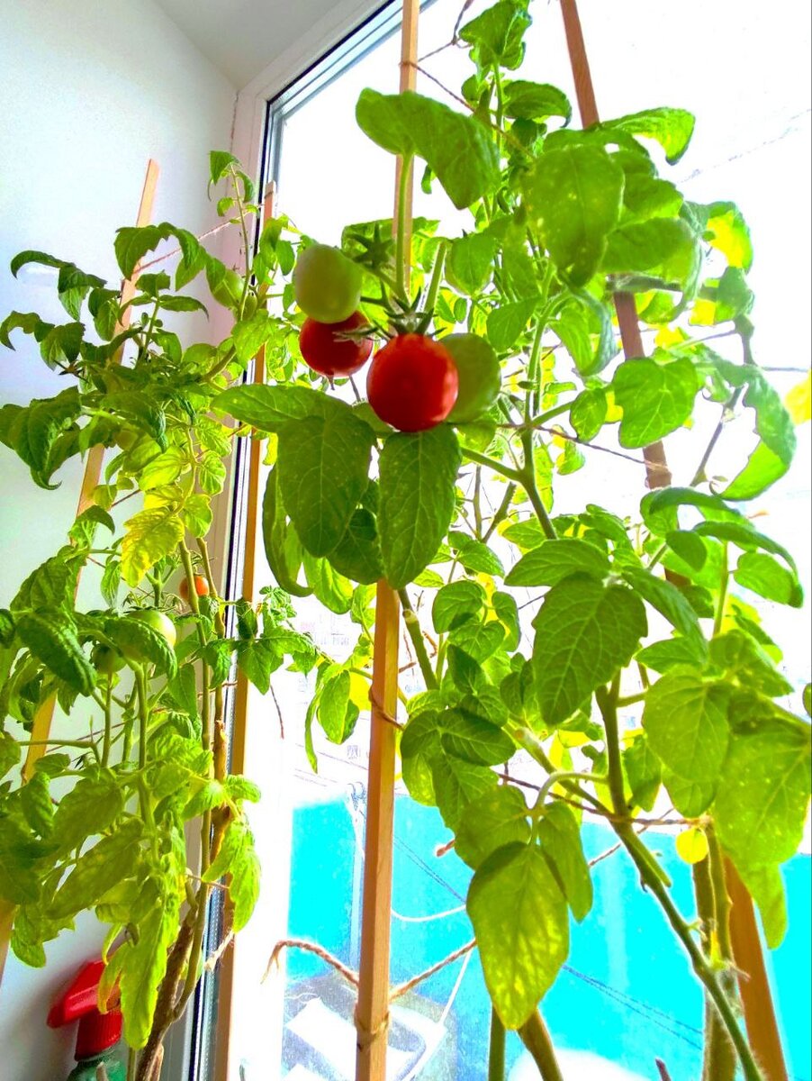 Томат "Комнатный сибиряк "