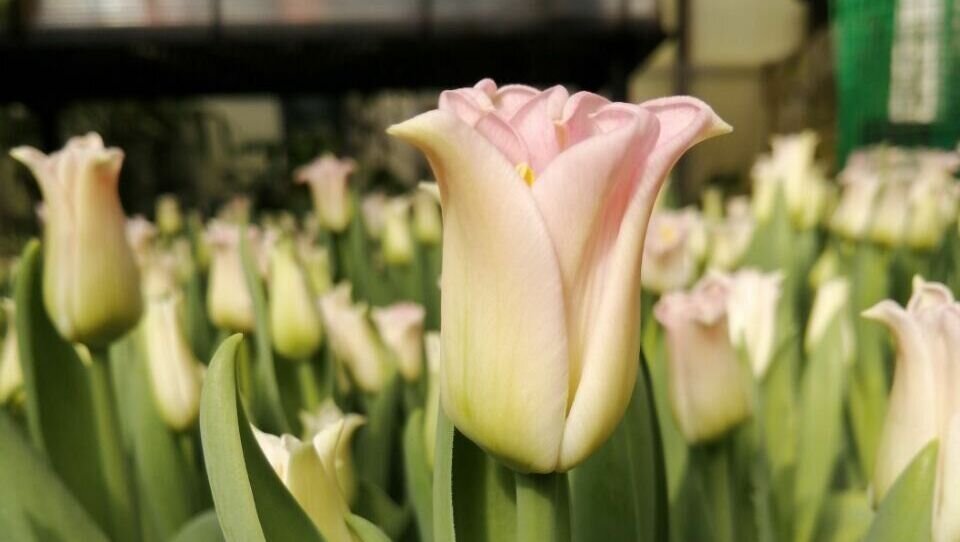     В Международный женский день и накануне самый ходовой товар, конечно, цветы. Честные продавцы уже успели. Как положено, заключить договоры с администрацией города, но как быть с теми, кто желает быстро и незаконно успеть урвать свой кусочек прибыли от предпраздничного ажиотажа?