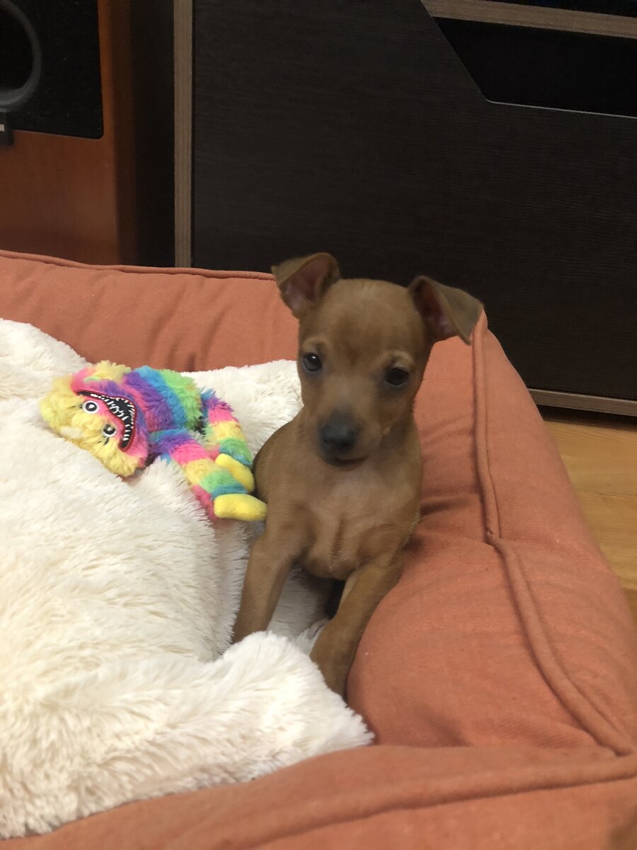 Вот такой маленький Сырочек появился у нас)