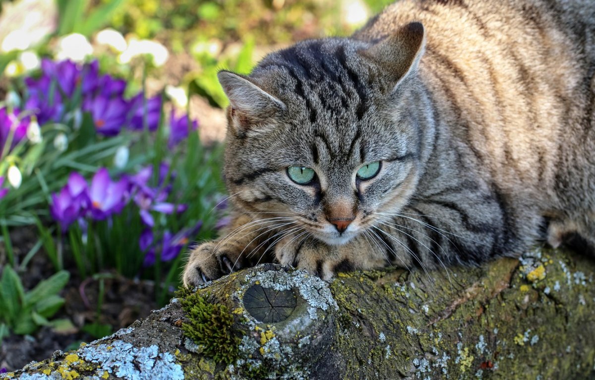 Кошки весной