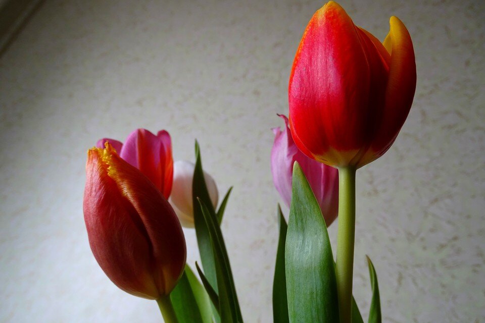     Где купить цветы в подарок к 8 Марта в Липецке Юлия КЛЮЕВА