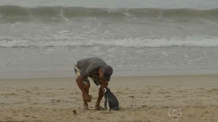 Кто бы мог подумать, что пингвин будет проплывать ежегодно более восьми тысяч километров ради встречи с каменщиком, который спас его от гибели.-3