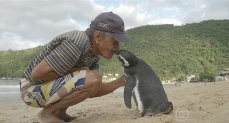 Кто бы мог подумать, что пингвин будет проплывать ежегодно более восьми тысяч километров ради встречи с каменщиком, который спас его от гибели.-5