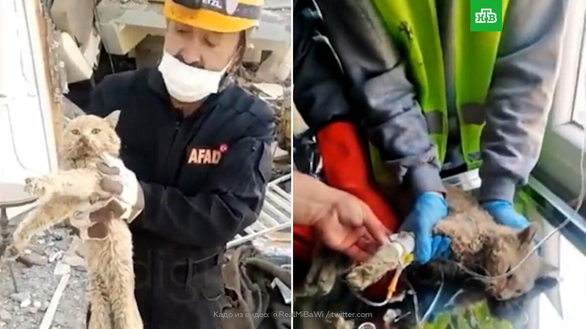      Из-под    завалов после землетрясения в Турции спасли кошку