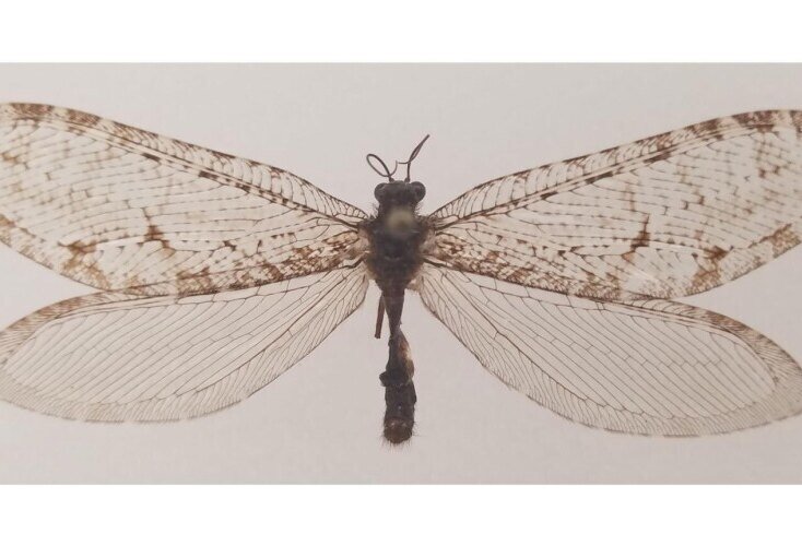     В Арканзасе на стене супермаркета случайно обнаружили насекомое, происхождение которого восходит к Юрскому периоду