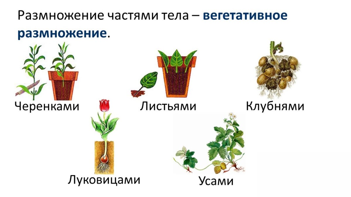 Рассмотрите рисунок с изображением вегетативного размножения комнатного растения