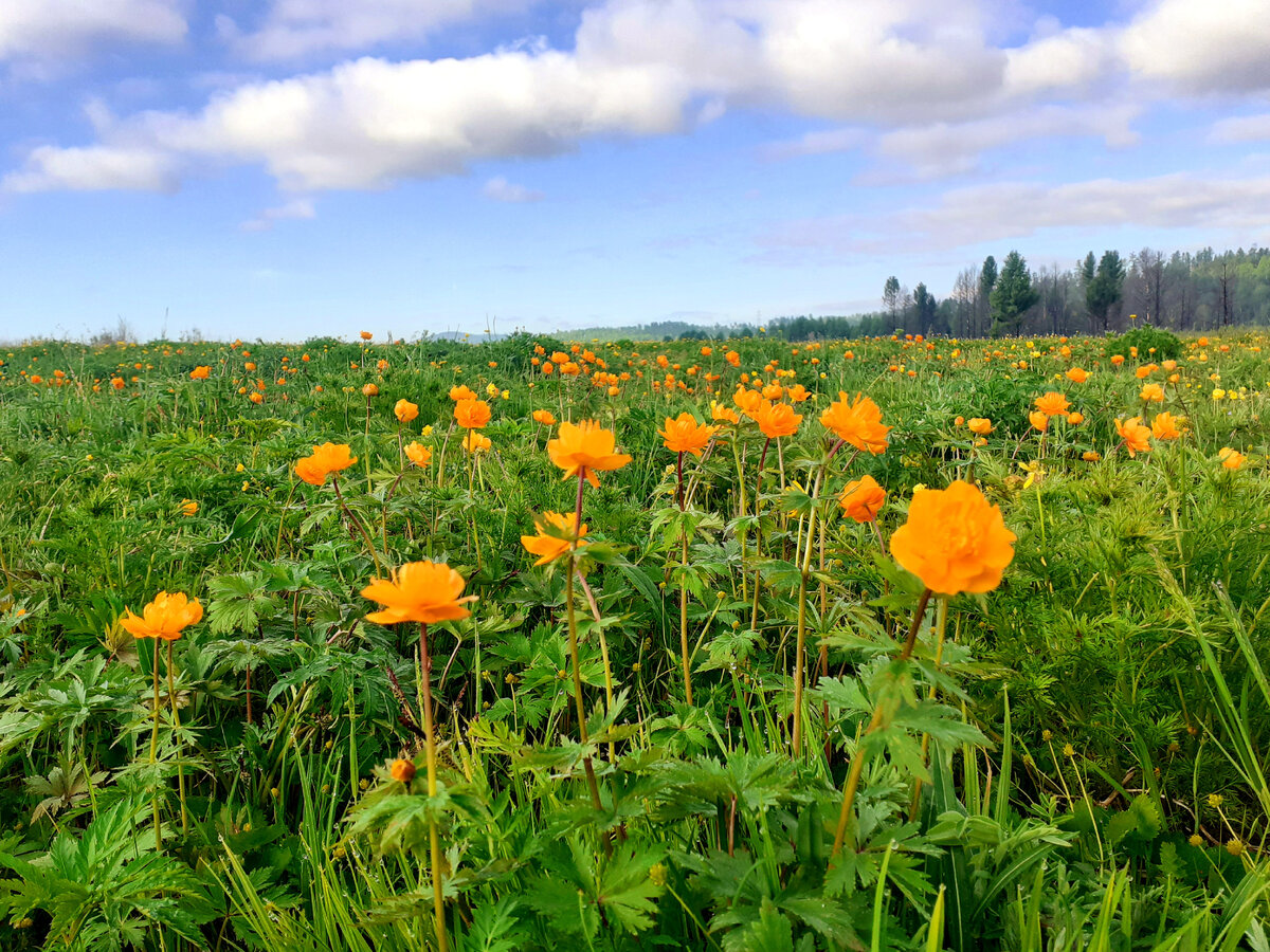 Цветущие поля жарков в Забайкалье — одно из ярких детских впечатлений