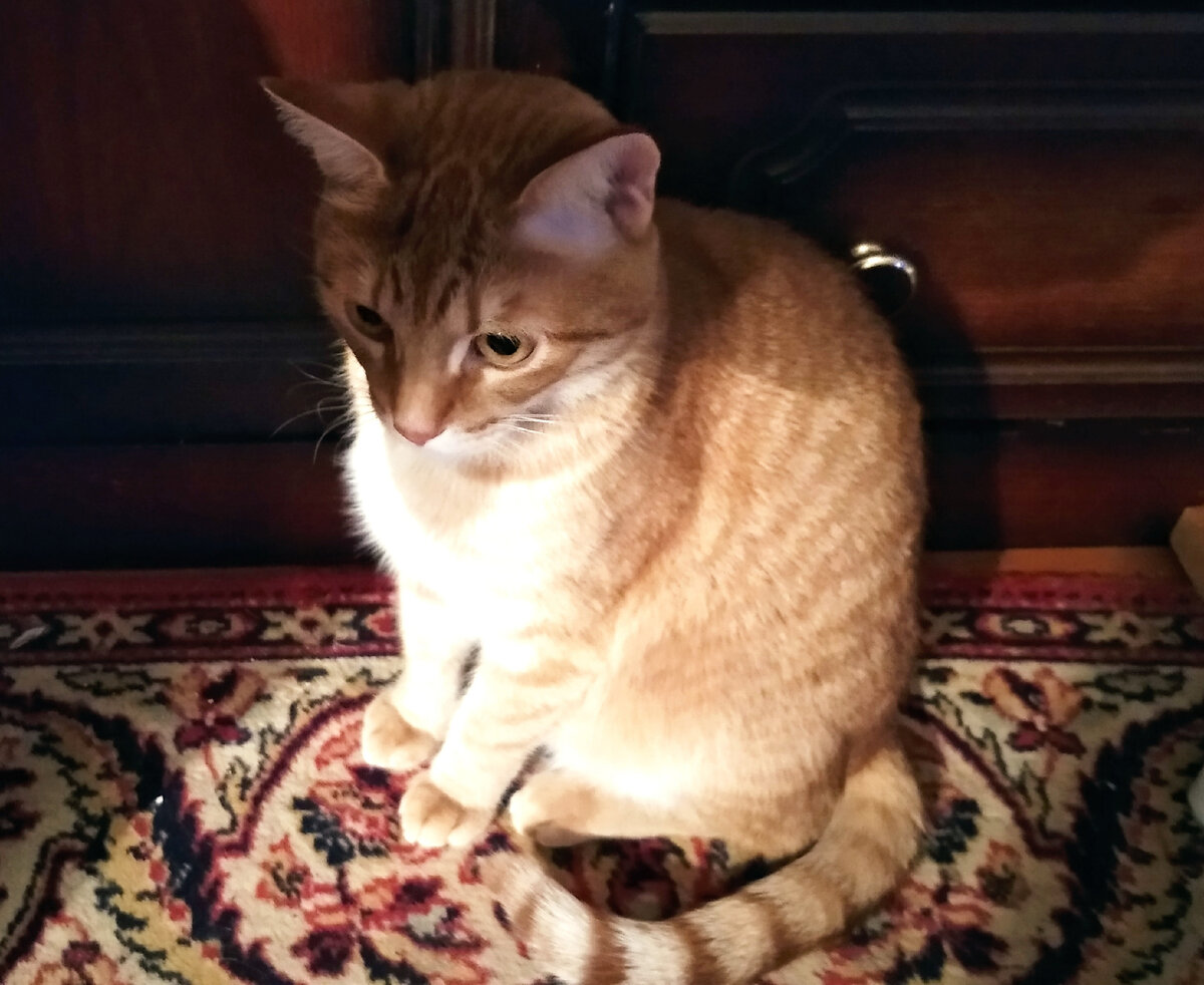 Личное   фото.