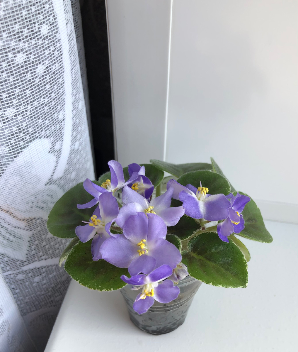 Заплывший окрас меняет фиалку до неузнаваемости