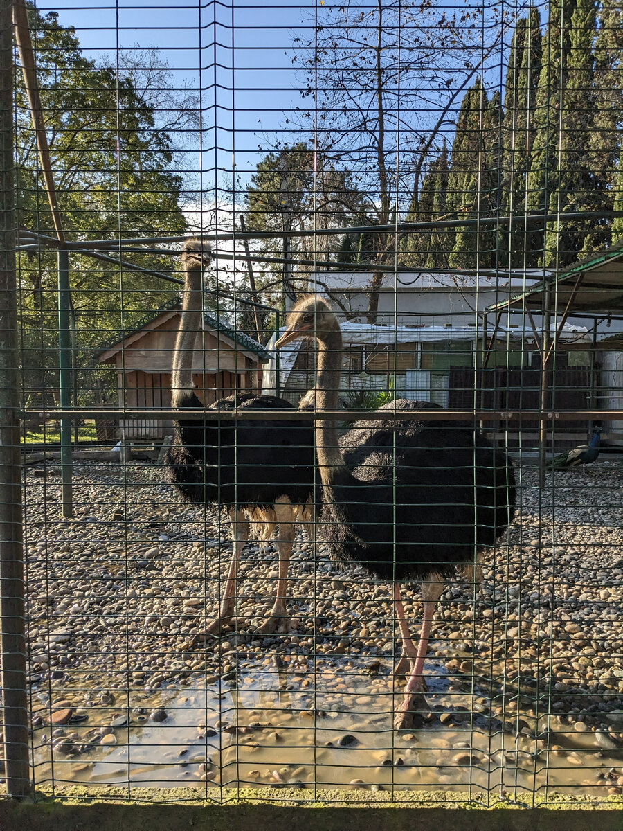 Смешные и глупые страусы