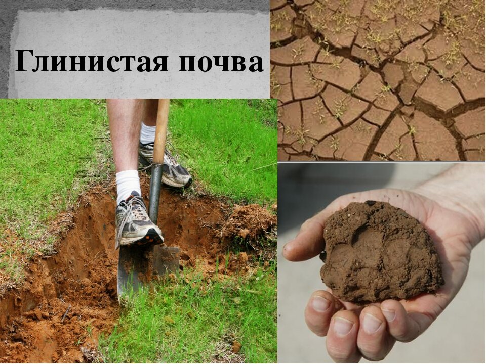 Песчаной почвы рисунок