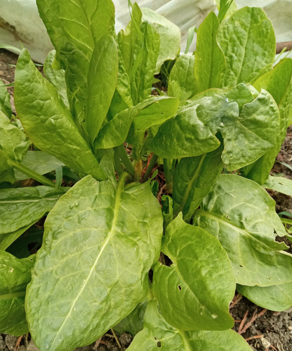 Щавель. Фото автора.