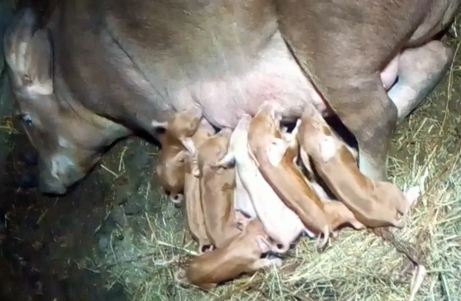 наша Фрося и её потомство