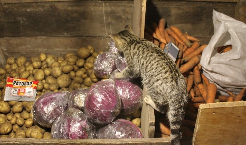 кошка съела отраву для мышей