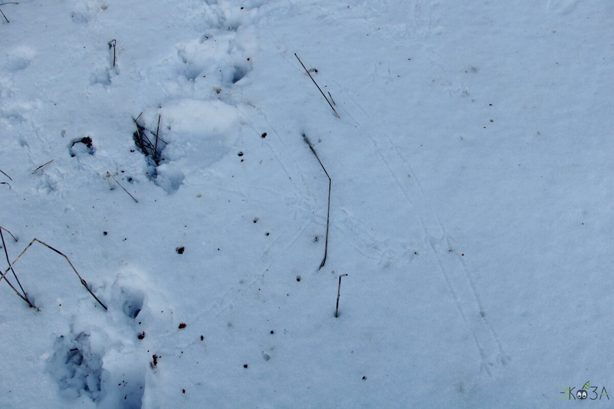 Видны заячьи следы. Следы птиц на снегу. Следы дрозда. Следы птиц на снегу фото. Следы птиц на снегу которые водятся в Тверской области.