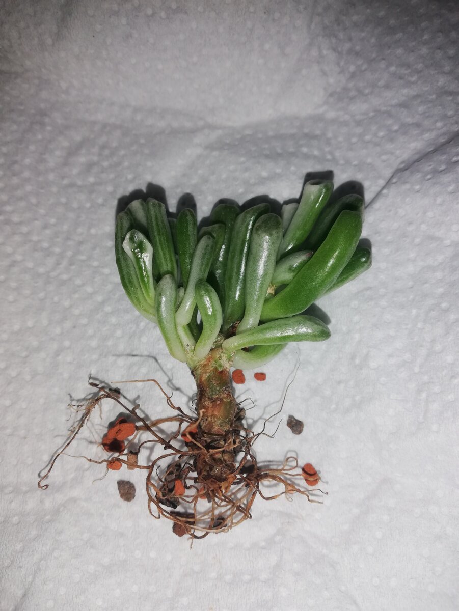 Саженец Crassula Gollum (Variegata)