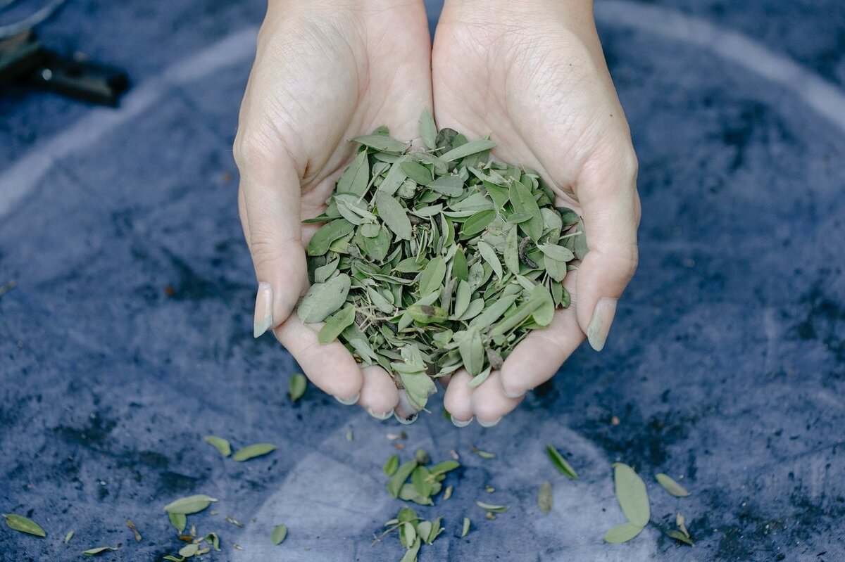     Зачем успешные люди носят в кошельке лавровый лист?