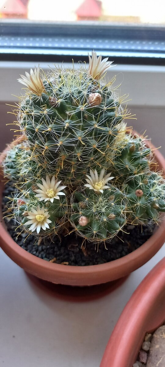 Mammillaria wildii