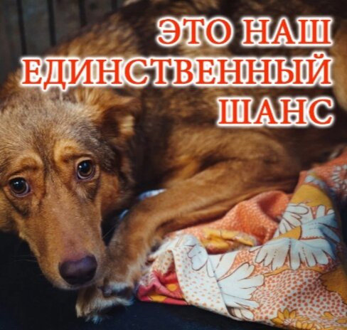 Единственный шанс