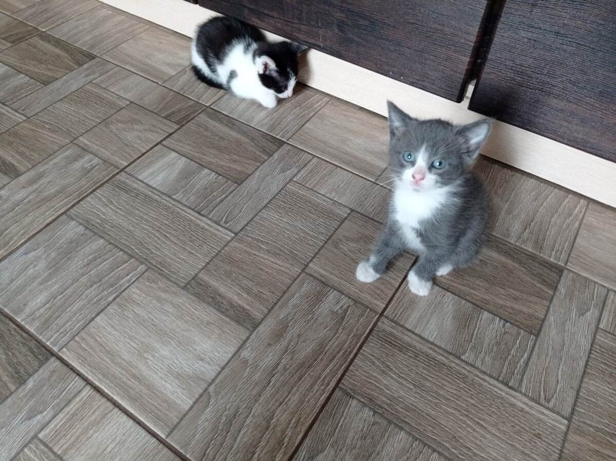 Мои котятки)