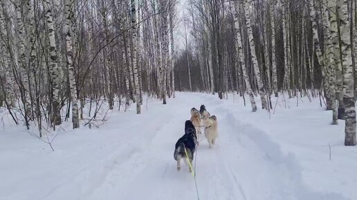 Прокатитесь с нами? Бодрая тренировочка с 9 хаски🐺