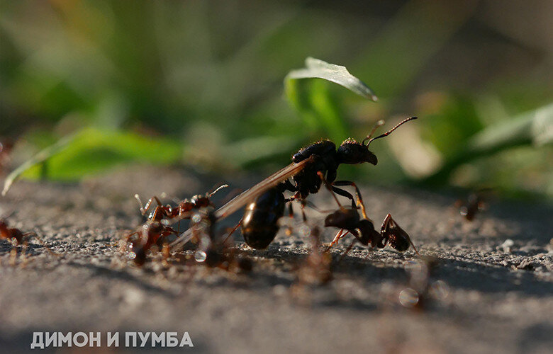 Муравьиная ферма «Тропики»