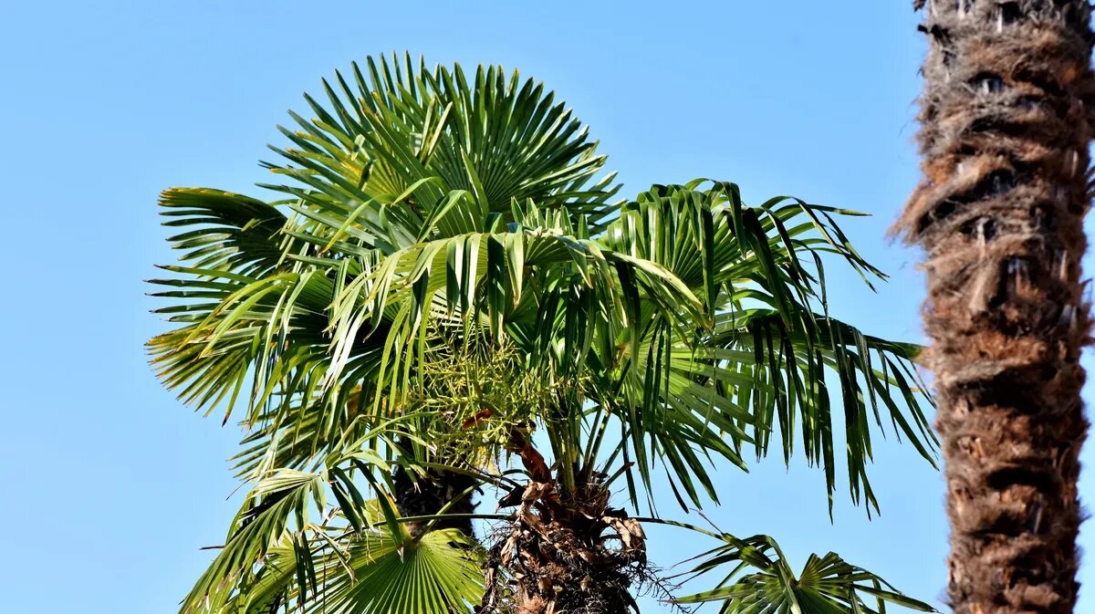 2 апреля - Пальмовое воскресенье в 2023 году. Фото: www.piqsels.com