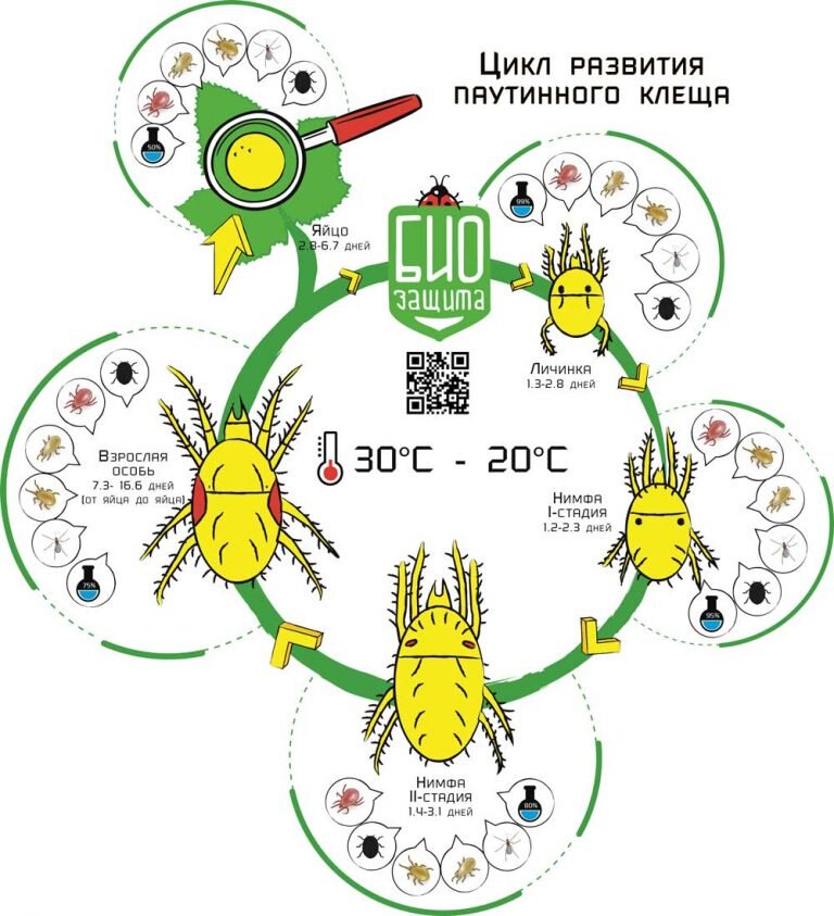 цикл развития паутинного клеща. Источник https://bio-group.net/portfolio/two-spotted-spider-mite/