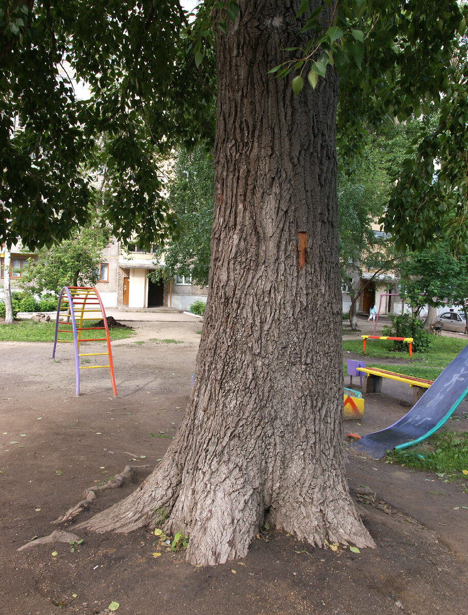 Тополь напоминает ногу слона или даже динозавра