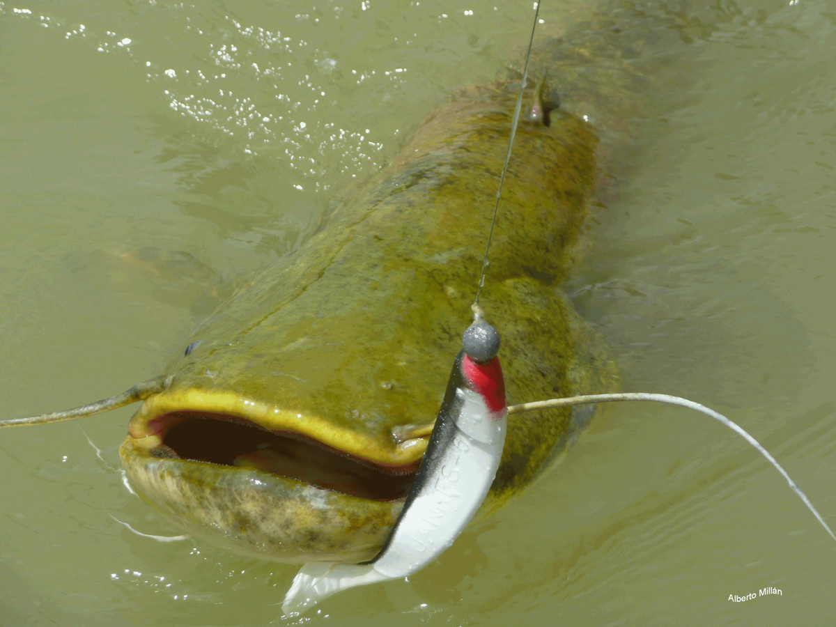 Ловится ли сом зимой? Как поймать и его особенности поведения Fishing18 Дзен