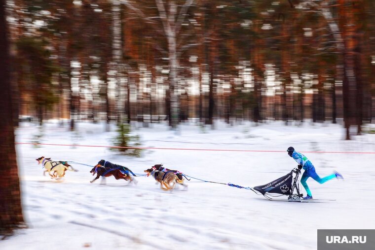    Окружные соревнования по ездовому спорту проходят в Курганской области впервые