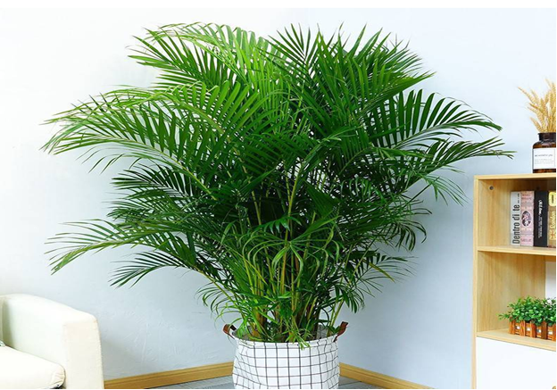 Buy Potted Chinese Fan Palm Indoor Plant Bloomscape Chinese fan palm, Indoor pal