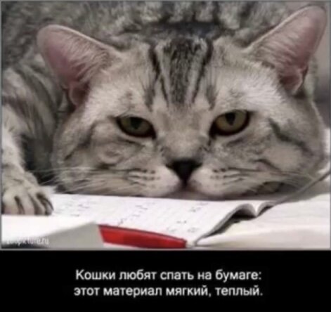 Я думаю вы замечали подобные моментики у своих домашних друзей😂