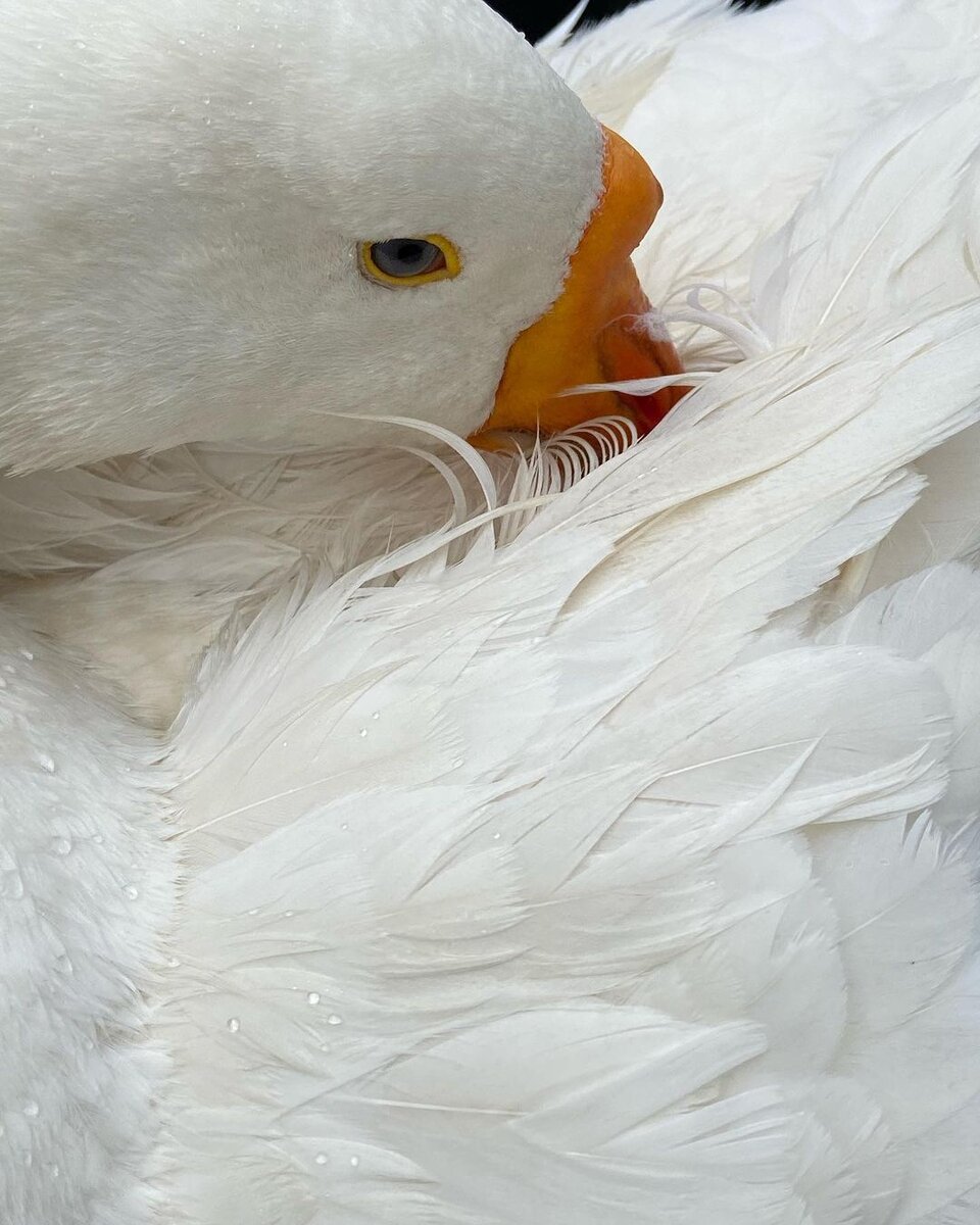 фото: cтраница Блинчика в VK