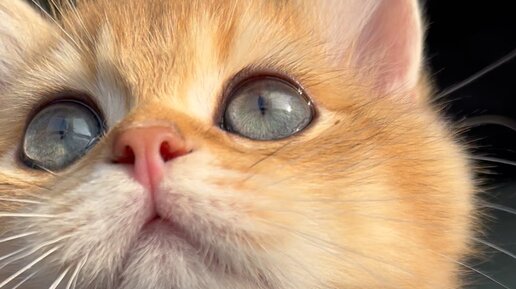 Saint_Aurora | Крякают? Квакают? Трещат??? Как это называется, когда ...