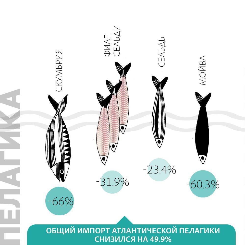 Пелагика