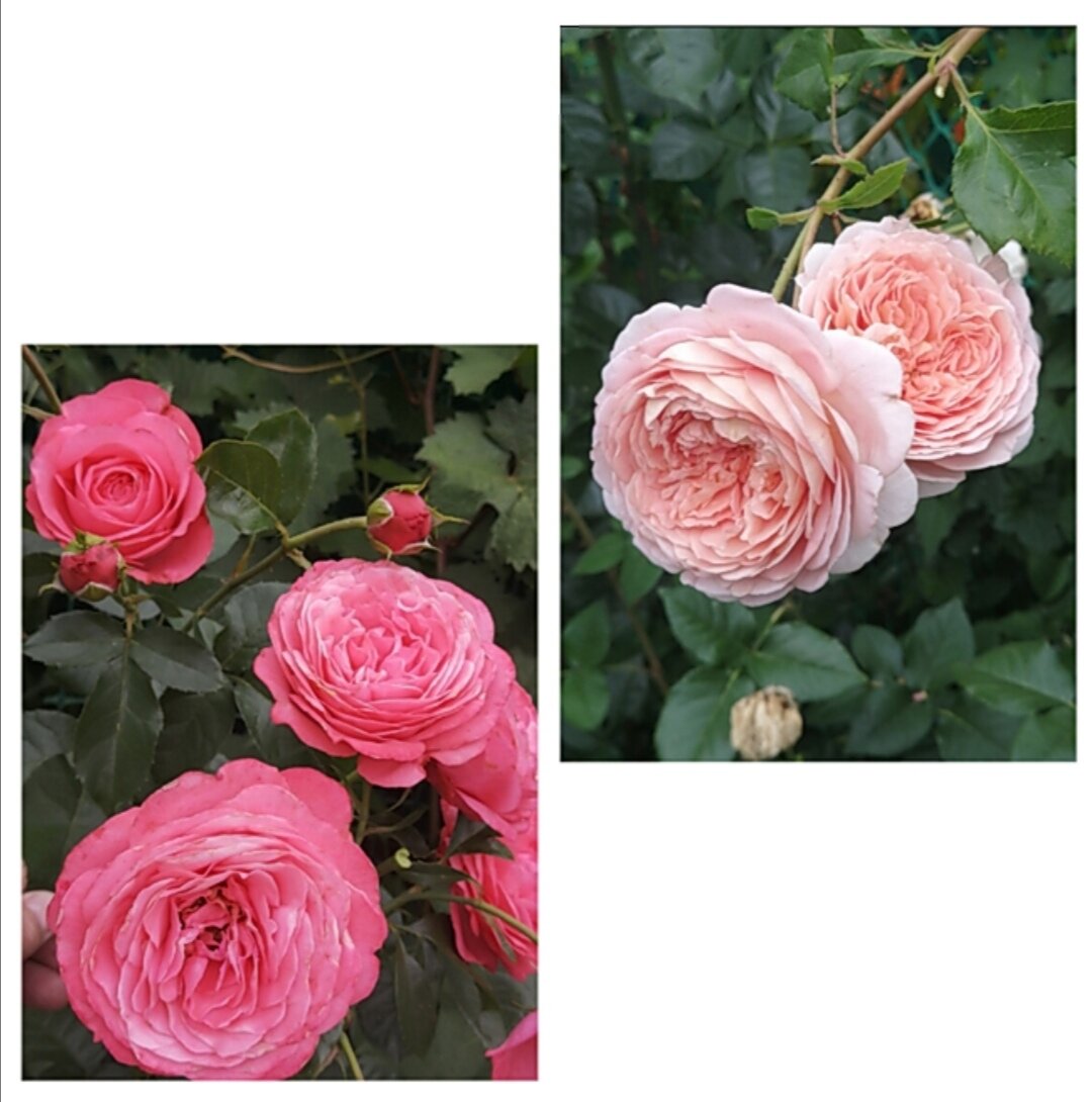 Розанна и Абрахам Дарби. 