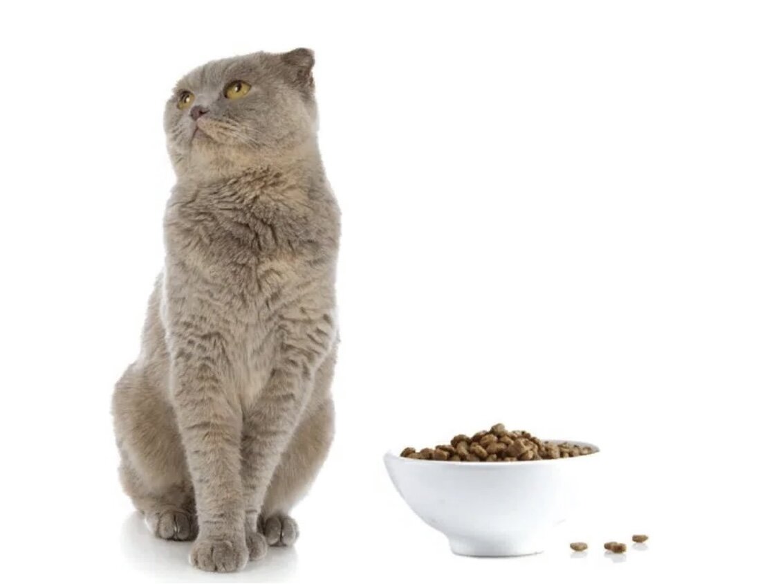  Иногда в жизни домашней кошки происходит что-то такое, из-за чего она отказывается от еды. Это не нормальное состояние для питомца, которое свидетельствует об определенных проблемах со здоровьем.-2