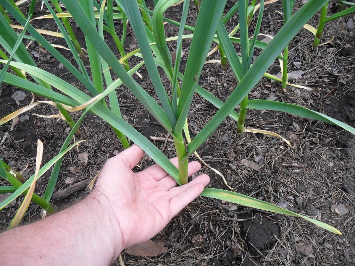 Достаточно посчитать листья, чтобы определить необходимость подкормки растений