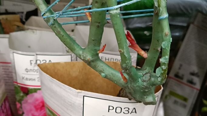 Почки начали рост