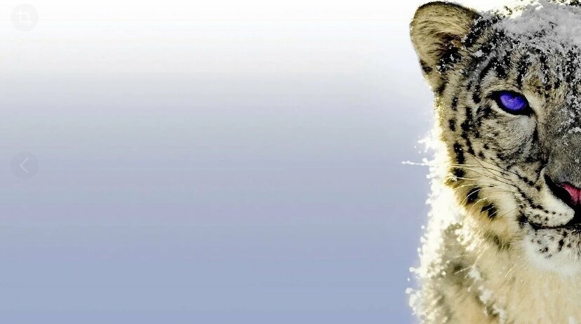 Снежный барс