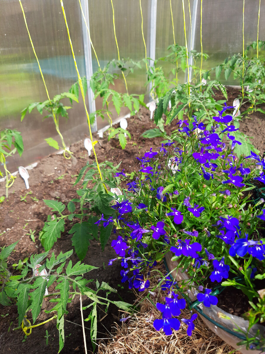 Моя лобелия весной