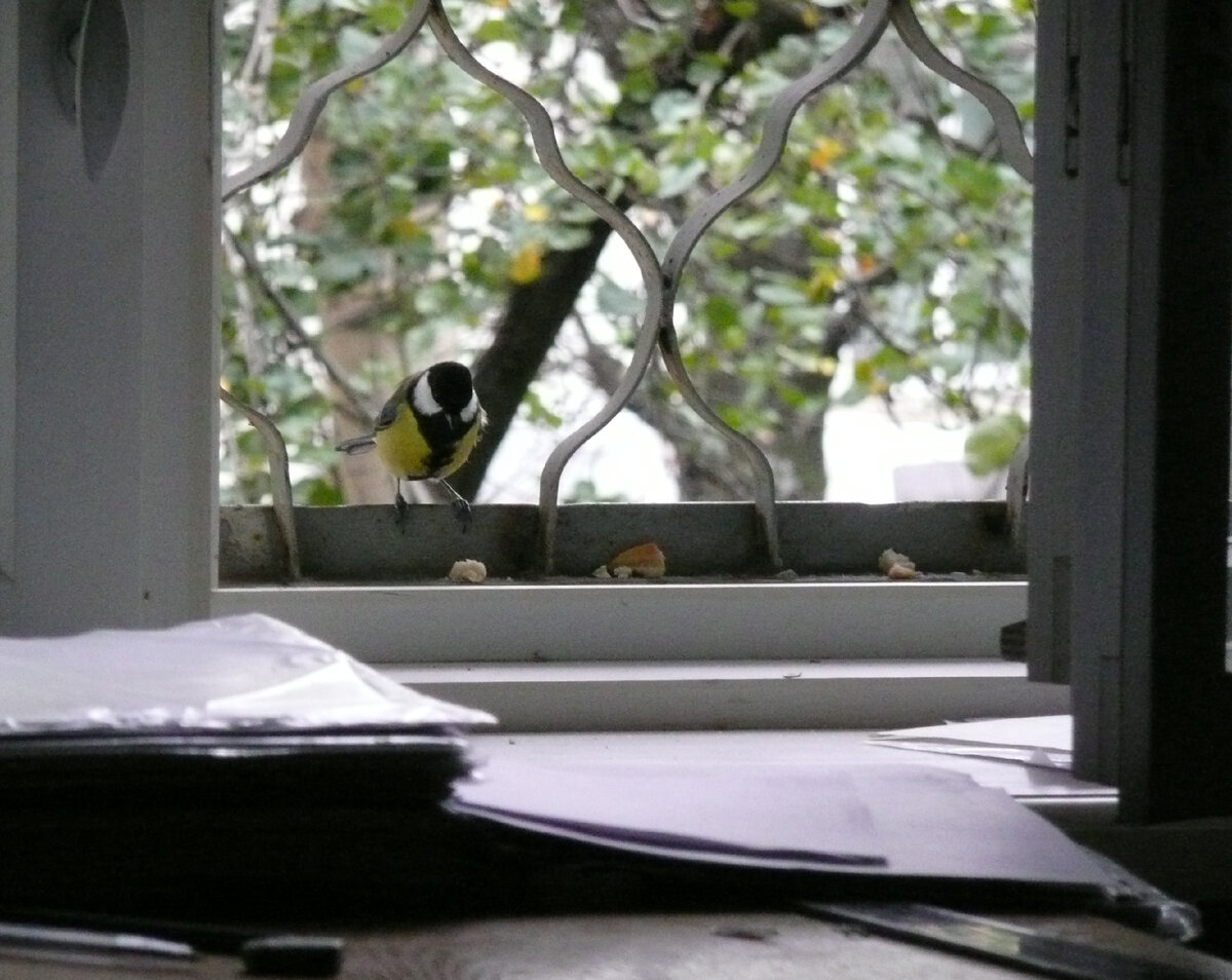 Синица с инспекцией помещения